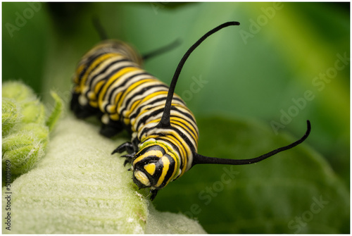 Monarch caterpillar eating milkweed, common tiger, wanderer, and black-veined brown a large insect with yellow and black stripes. photo