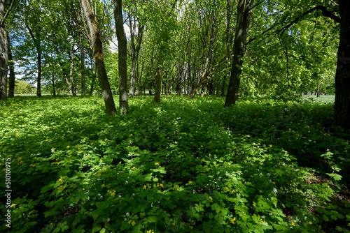 spring park with different plants