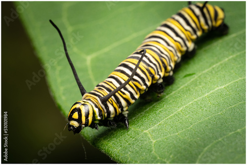 Monarch caterpillar eating milkweed, common tiger, wanderer, and black-veined brown a large insect with yellow and black stripes.