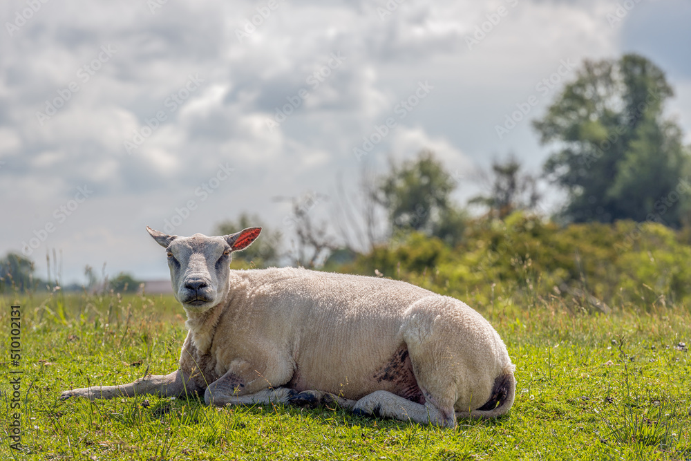 A freshly shorn sheep lies lazily in the grass. The photo was taken in a Dutch nature reserve in the North Brabant province of North Brabant on a slightly cloudy spring day. A freshly shorn sheep lies lazily in the grass. The photo was taken in a Dutch nature reserve in the North Brabant province of North Brabant on a slightly cloudy spring day.