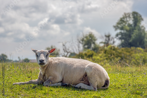 A freshly shorn sheep lies lazily in the grass. The photo was taken in a Dutch nature reserve in the North Brabant province of North Brabant on a slightly cloudy spring day.