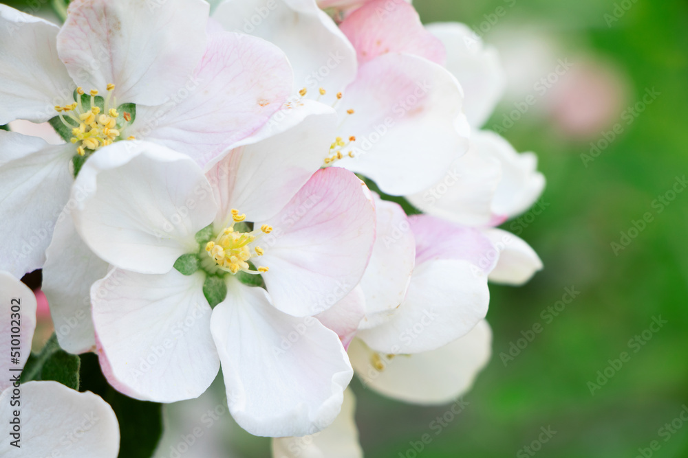 Columnar apple tree in bloom. Apple tree flowers. Apple blossom. Flowers in spring time Columnar apple tree in bloom. Apple tree flowers. Apple blossom. Flowers in spring time