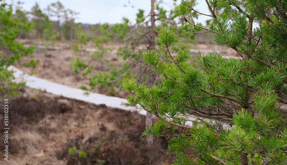 A wooden path in the Soomaa National Park in Estonia among the forest and marshland on a clear day A wooden path in the Soomaa National Park in Estonia among the forest and marshland on a clear day