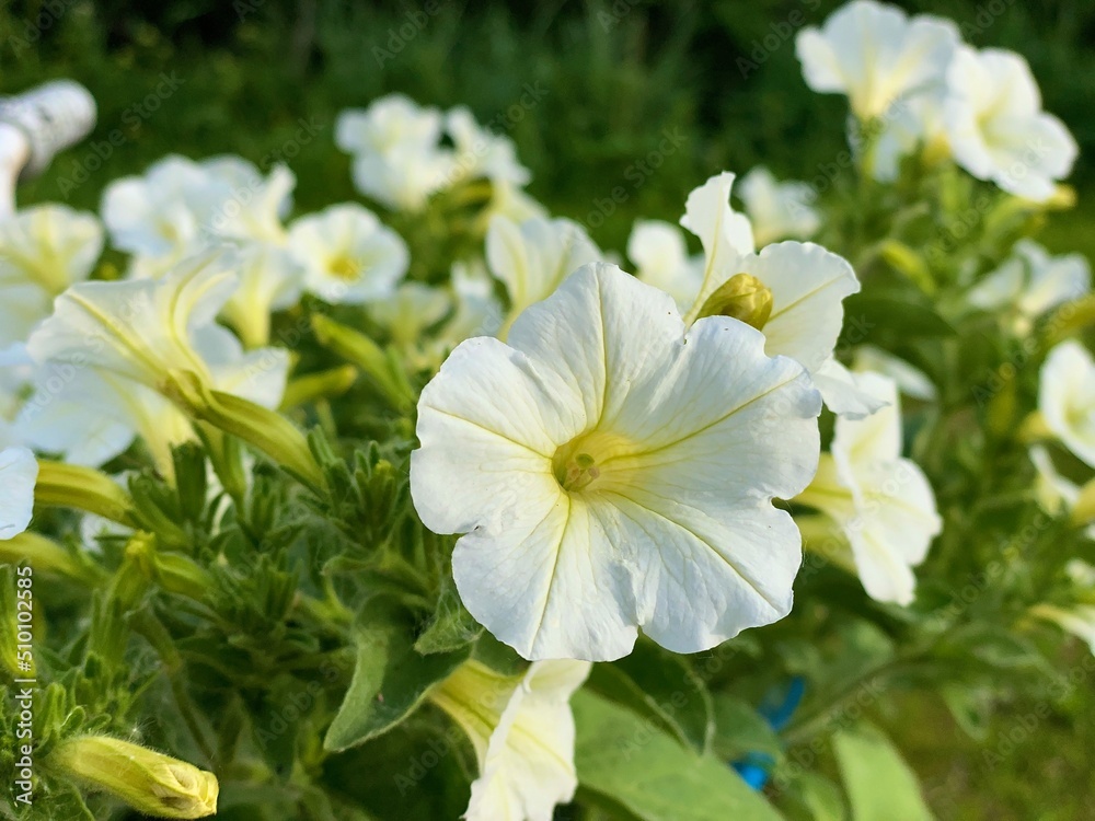 Obraz premium white and yellow flowers