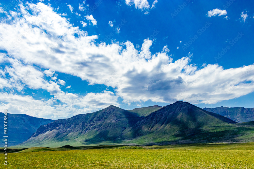 Fototapeta premium Bison Loop Waterton Lakes National Park Alberta Canada
