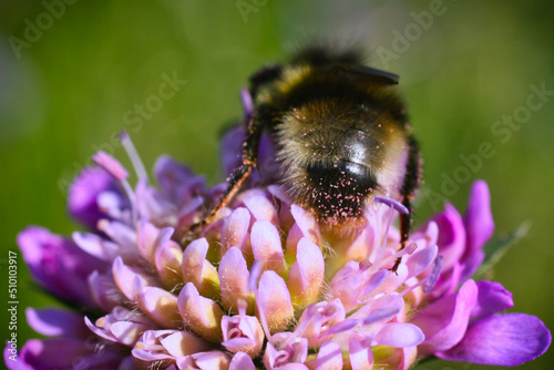 Bumble bee from behind collecting nectar on wild flower