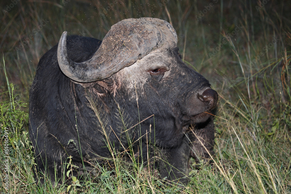 Kaffernbüffel / African buffalo / Syncerus caffer. Kaffernbüffel / African buffalo / Syncerus caffer.