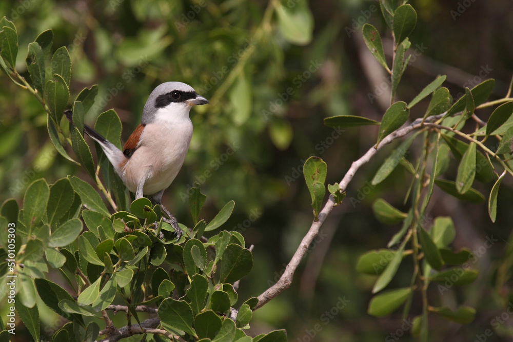 Neuntöter / Red-backed shrike / Lanius cullurio Neuntöter / Red-backed shrike / Lanius cullurio
