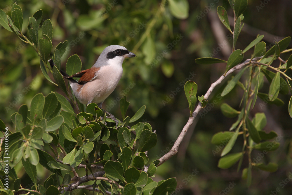 Neuntöter / Red-backed shrike / Lanius cullurio Neuntöter / Red-backed shrike / Lanius cullurio