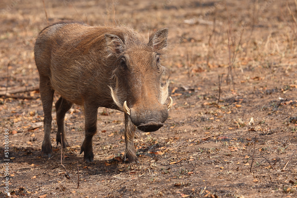 Warzenschwein / Warthog / Phacochoerus africanus Warzenschwein / Warthog / Phacochoerus africanus