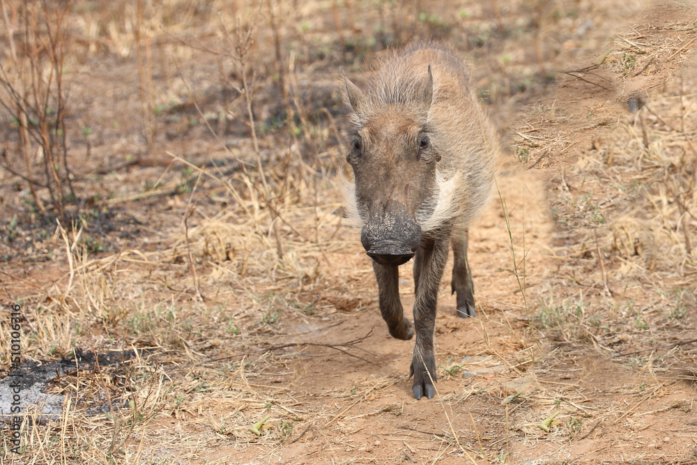 Warzenschwein / Warthog / Phacochoerus africanus Warzenschwein / Warthog / Phacochoerus africanus
