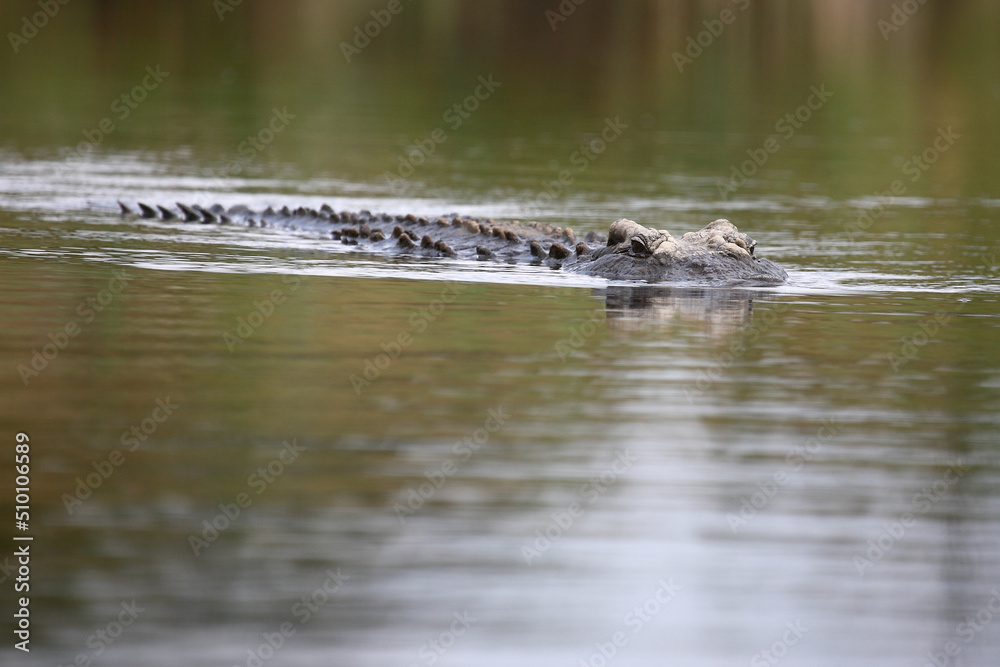 Nilkrokodil / Nile crocodile / Crocodylus niloticus Nilkrokodil / Nile crocodile / Crocodylus niloticus