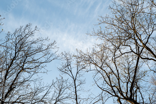 Tree branches against the blue sky. In spring, without leaves. High quality photo photo