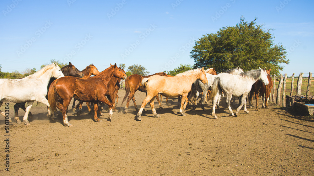 Prairie Horses. Cowboy Lifestyle.