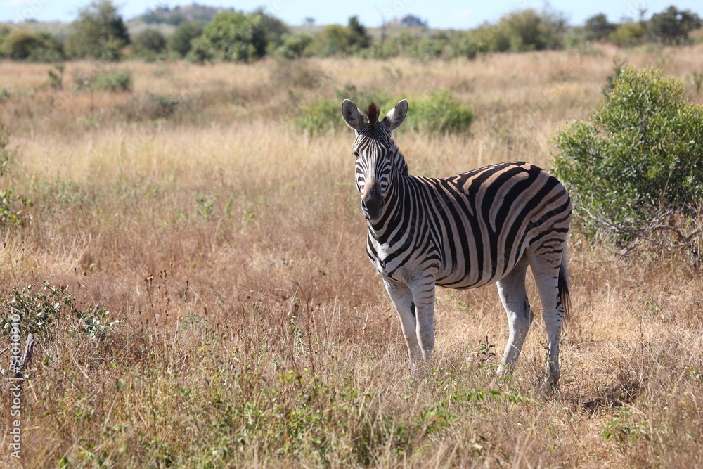 Obraz premium Steppenzebra / Burchell's zebra / Equus burchellii
