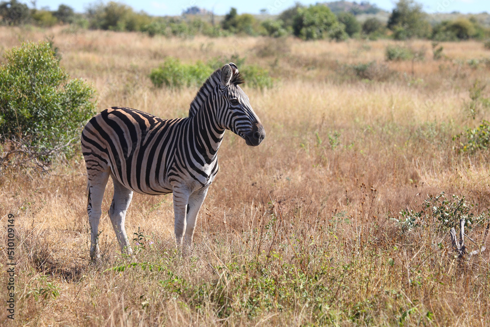 Naklejka premium Steppenzebra / Burchell's zebra / Equus burchellii