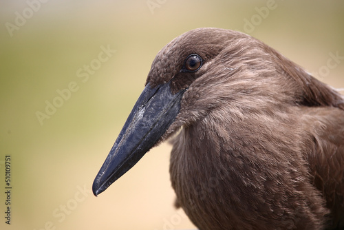 Hammerkopf / Hamerkop / Scopus umbretta photo