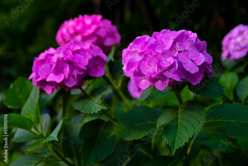 Wallpaper Mural 紫陽花 Torontodigital.ca