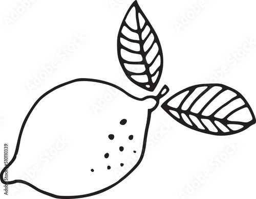 Lemon Fruit Leaves Doodle Illustration