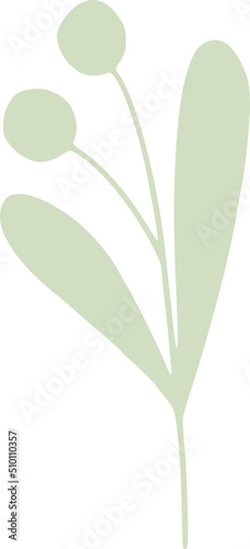 Linden Tree Seeds Illustration