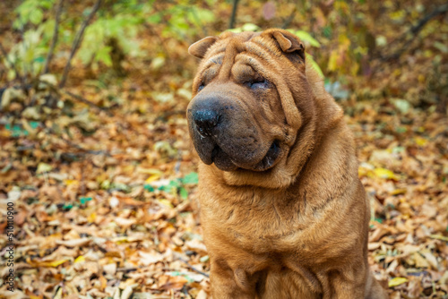 Shar Pei stands in the autumn forest
