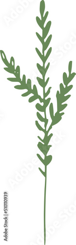 Green Coniferous Branch Illustration