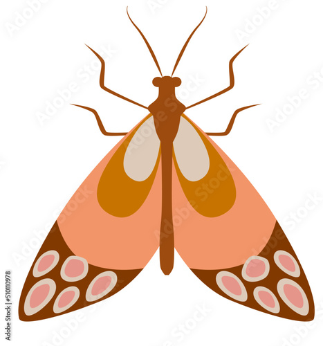 Butterfly illustration