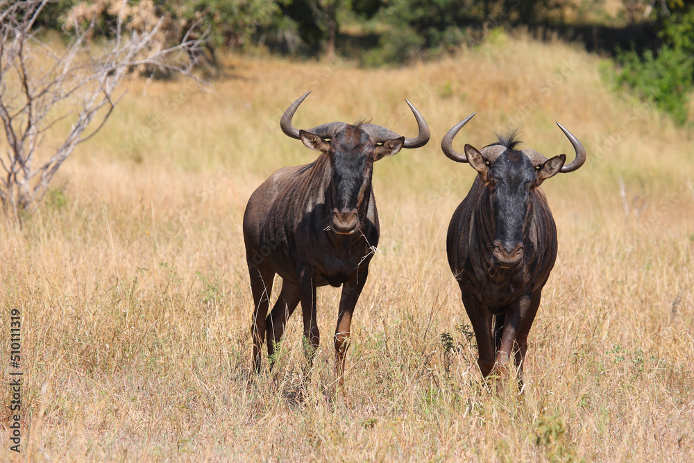 Streifengnu / Blue wildebeest / Connochaetes taurinus Streifengnu / Blue wildebeest / Connochaetes taurinus