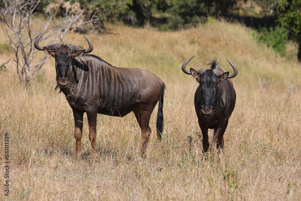 Streifengnu / Blue wildebeest / Connochaetes taurinus Streifengnu / Blue wildebeest / Connochaetes taurinus