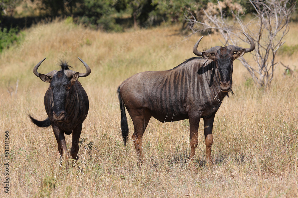 Streifengnu / Blue wildebeest / Connochaetes taurinus Streifengnu / Blue wildebeest / Connochaetes taurinus