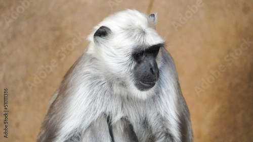 Fototapeta Naklejka Na Ścianę i Meble -  Hulman-Langur monkey sitting on a rock Close Up