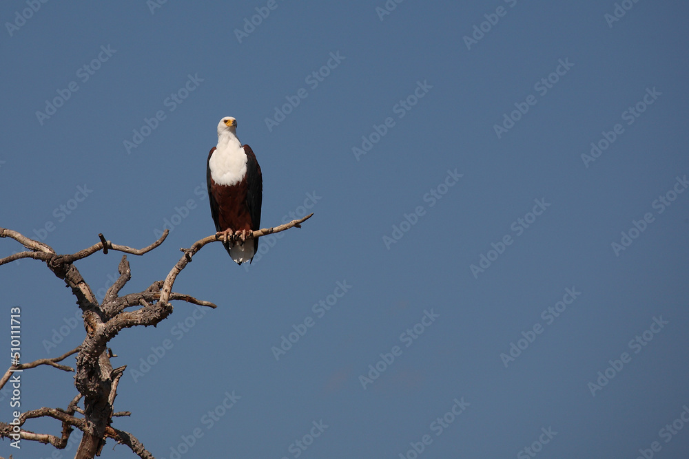 Afrikanischer Schreiseeadler / African fish-eagle / Haliaeetus vocifer. Afrikanischer Schreiseeadler / African fish-eagle / Haliaeetus vocifer.