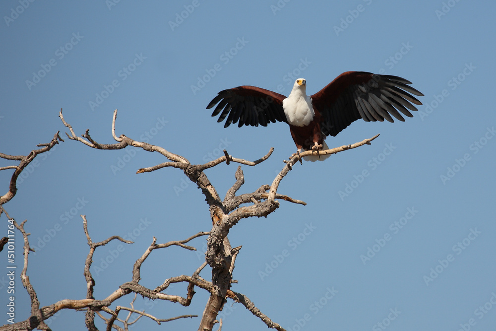 Obraz premium Afrikanischer Schreiseeadler / African fish-eagle / Haliaeetus vocifer..