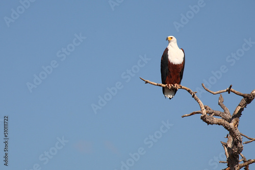 Afrikanischer Schreiseeadler / African fish-eagle / Haliaeetus vocifer.