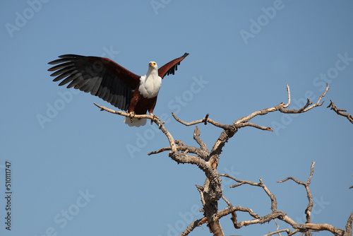 Afrikanischer Schreiseeadler / African fish-eagle / Haliaeetus vocifer.. © Ludwig