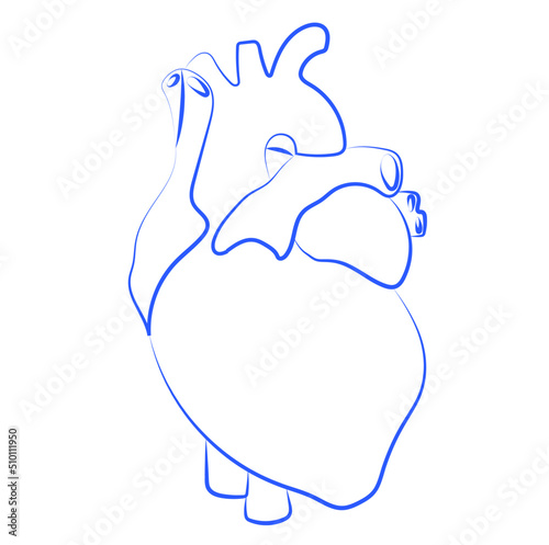 Human inner heart organ line illustration