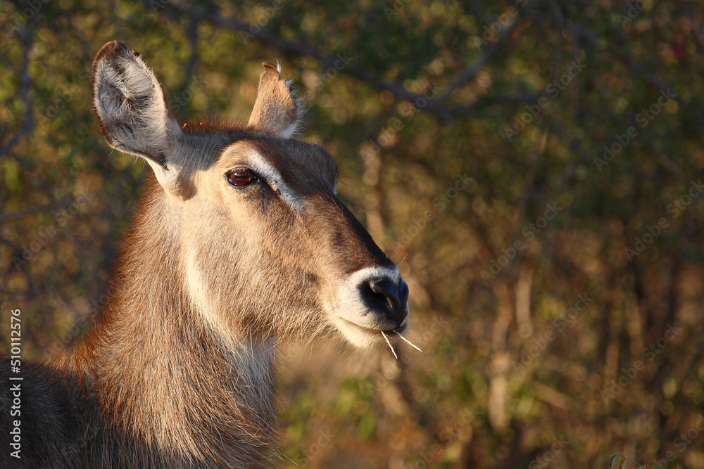 Fototapeta premium Wasserbock / Waterbuck / Kobus ellipsiprymnus