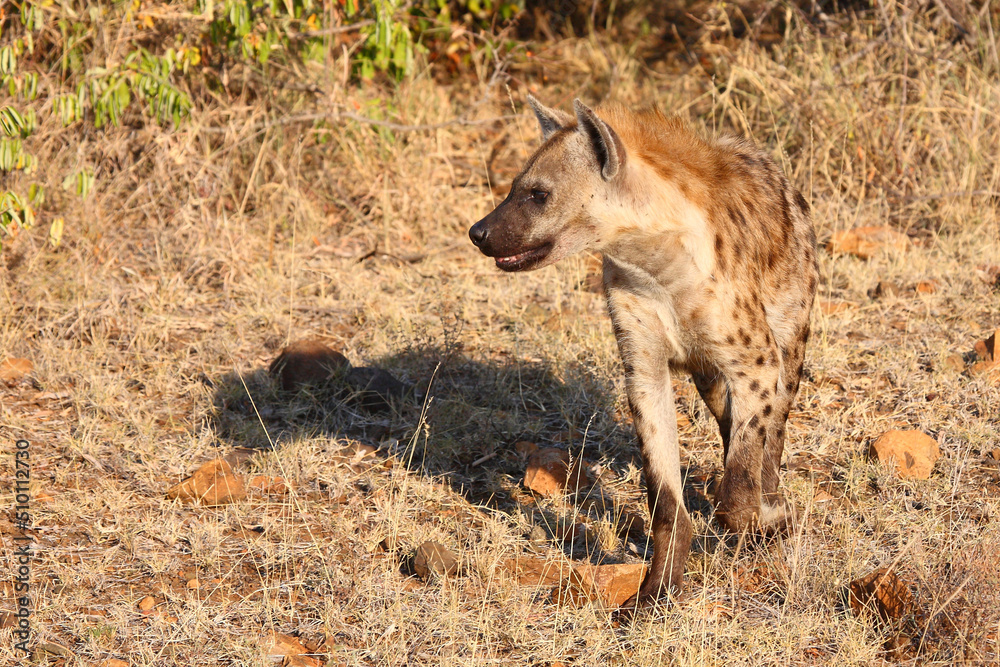 Tüpfelhyäne / Spotted hyaena / Crocuta crocuta Tüpfelhyäne / Spotted hyaena / Crocuta crocuta