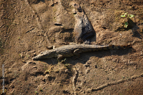 Nilkrokodil / Nile crocodile / Crocodylus niloticus