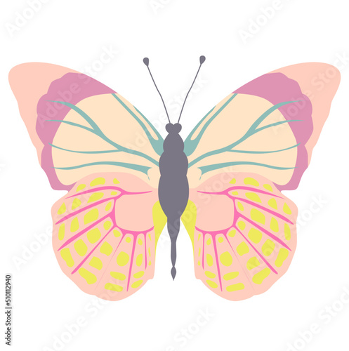 Insect butterfly illustration
