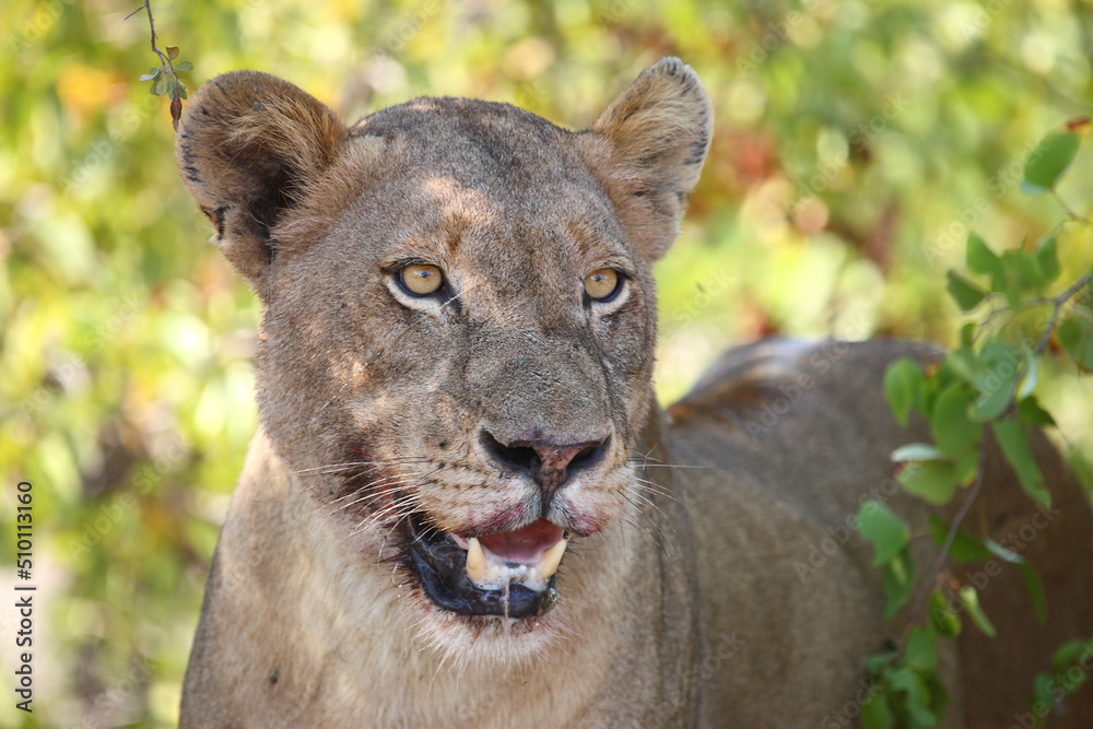 Obraz premium Afrikanischer Löwe / African lion / Panthera leo...