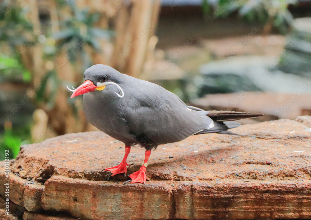 Fototapeta premium Inca larosterna in the zoo in summer
