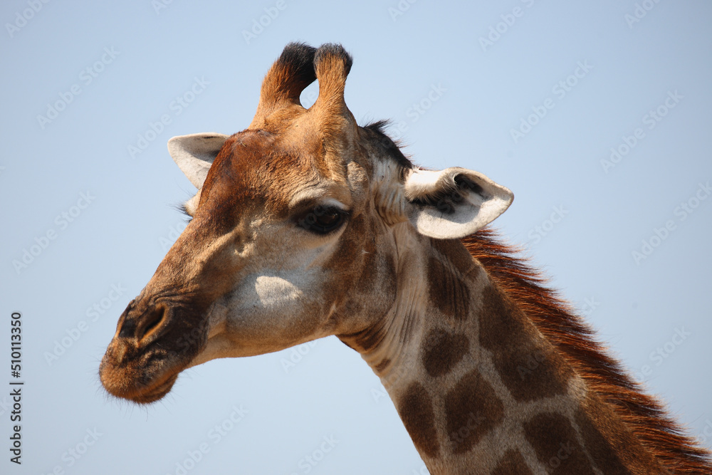 Fototapeta premium Giraffe / Giraffe / Giraffa camelopardalis