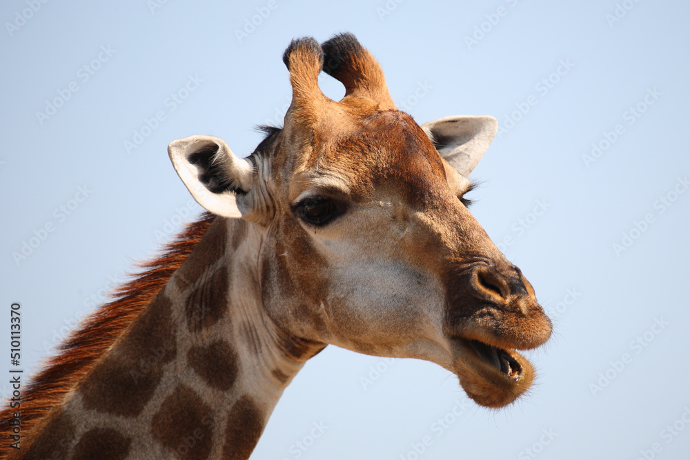Obraz premium Giraffe / Giraffe / Giraffa camelopardalis