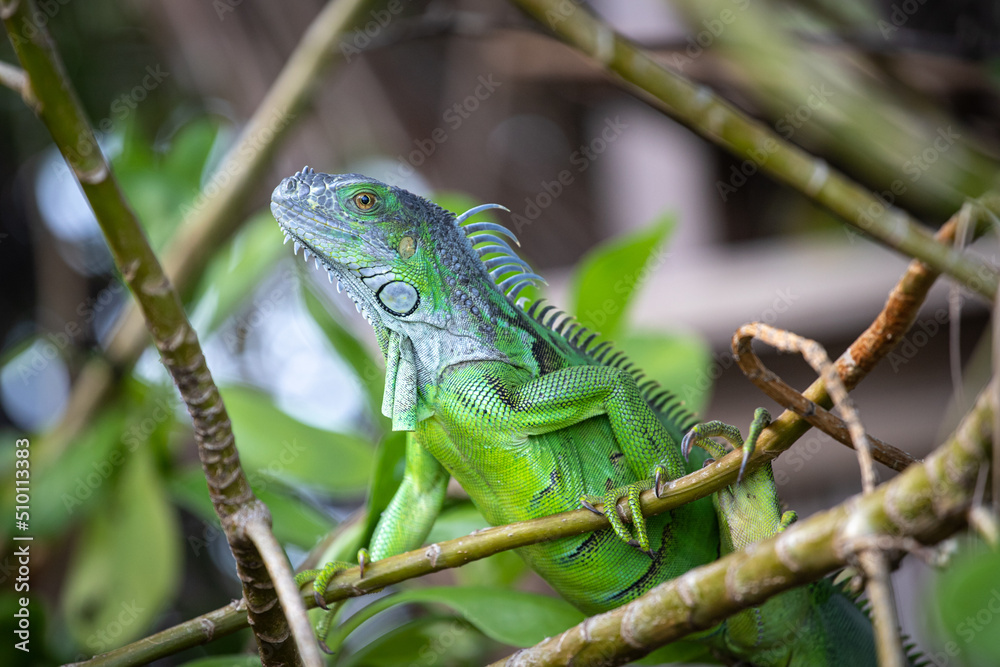Iguane vert se promenant dans un jardin exotique en floride Iguane vert se promenant dans un jardin exotique en floride