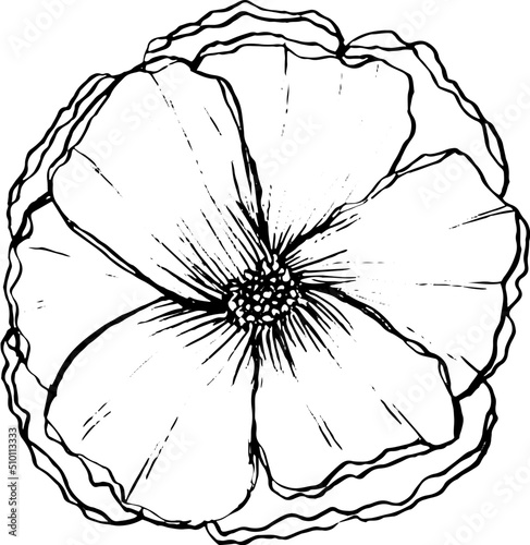 Lineal elegant flowers black illustration hand drawn collection