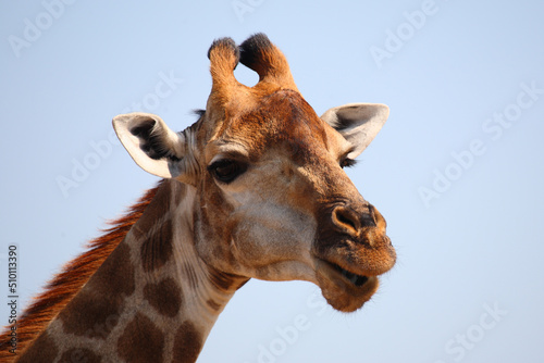 Photography Giraffe / Giraffe / Giraffa camelopardalis