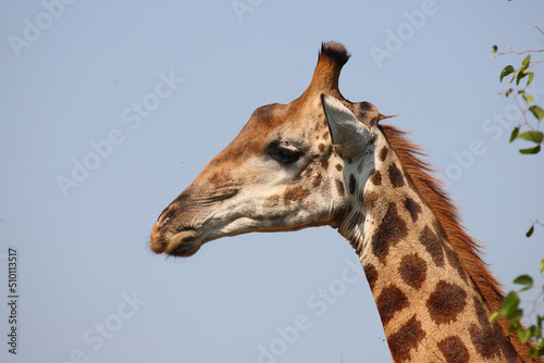 Canvas Print Giraffe / Giraffe / Giraffa camelopardalis