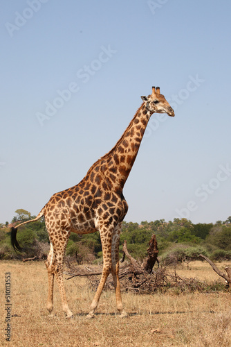 Giraffe   Giraffe   Giraffa camelopardalis