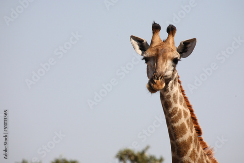 Photography Giraffe / Giraffe / Giraffa camelopardalis